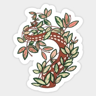 Hoya Krimson Princess Sticker